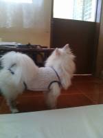 Bullet