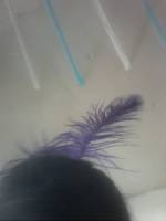 Feather, violet