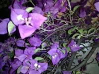Flower, violet, plant