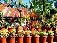 Plants