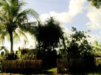 Plants