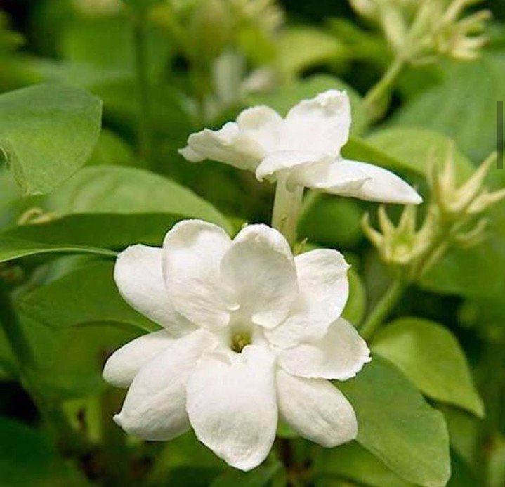All time favorite, sampaguita