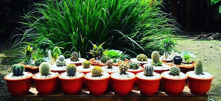 Aunts cactus collections, fav