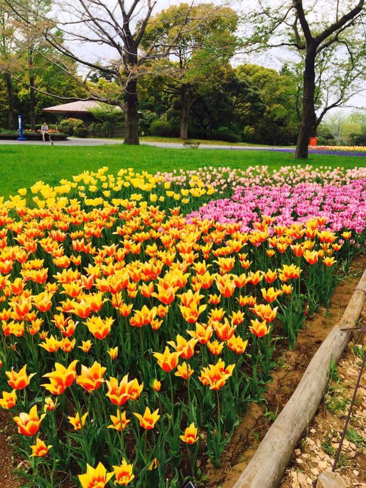 Beautiful flowers