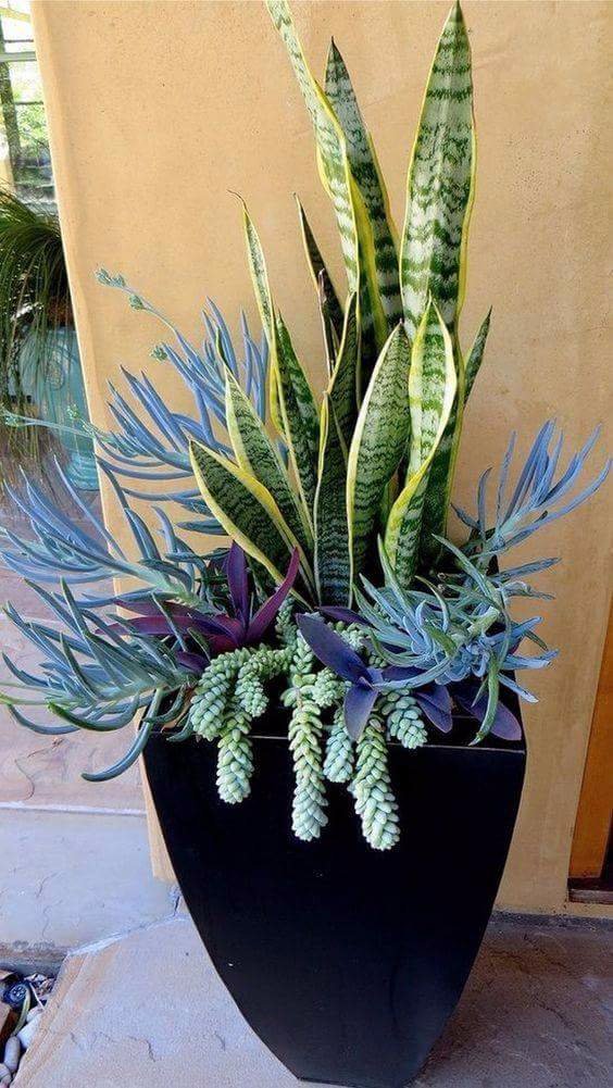 Beautiful plants decortion