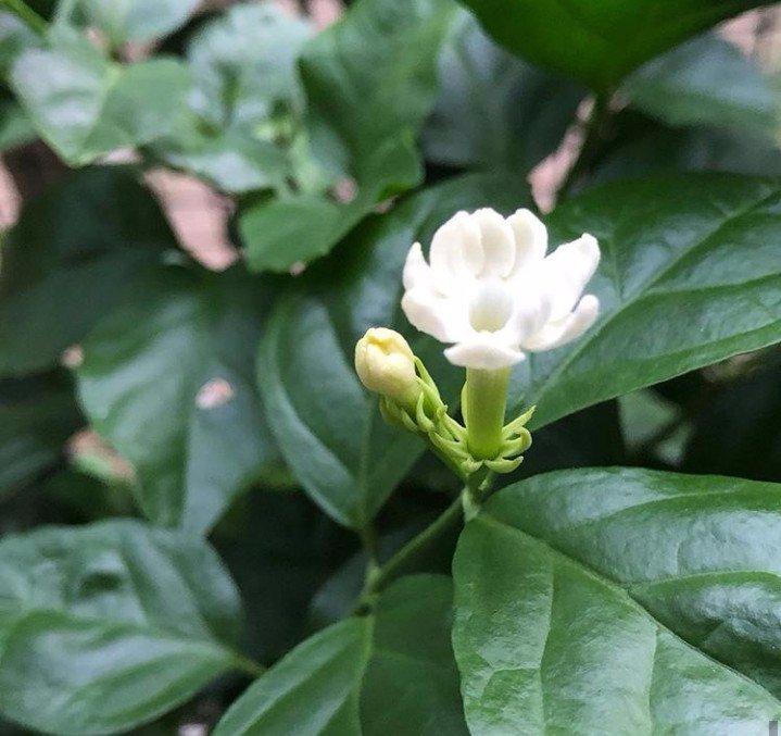 Bloomed, my fav, sampaguita