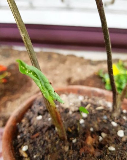 Caladium plant gives new leaf amazing