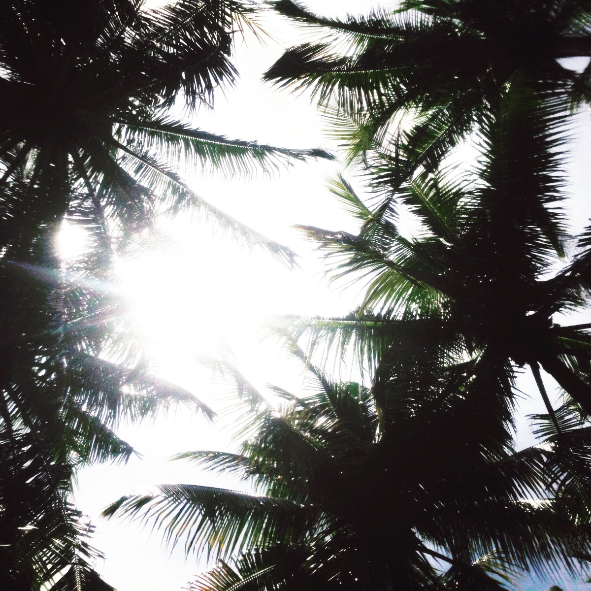 Coconut