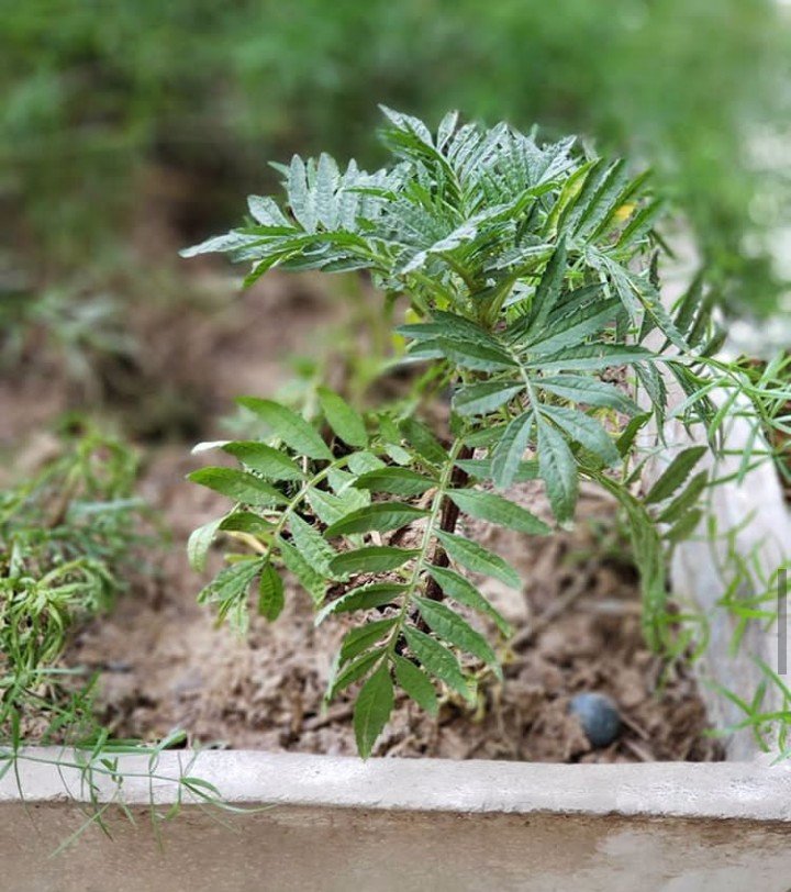 Discover new plants everyday