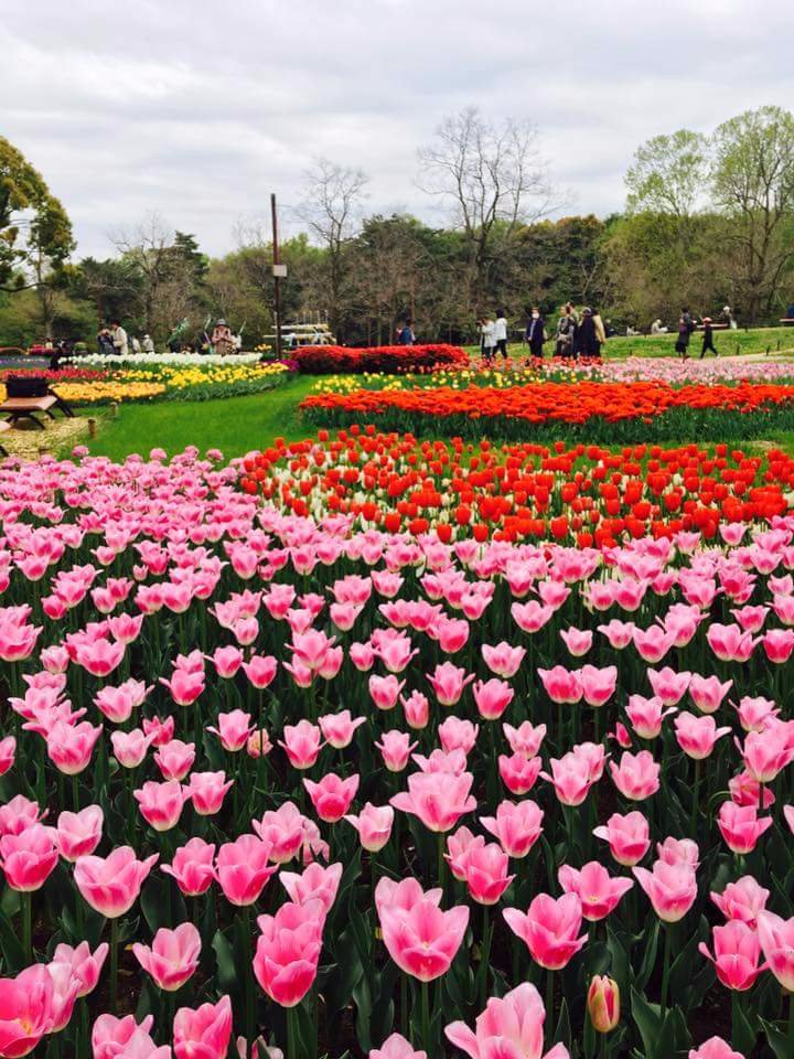 Earth laughs in flowers