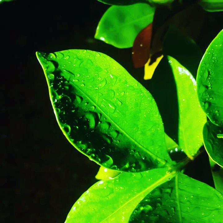 Favorite color, leaves, nature