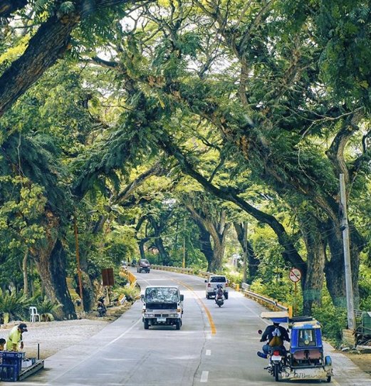 Favorite part of CarCar, the Acacia Trees