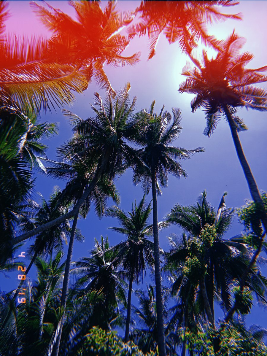 Find me under the palm trees
