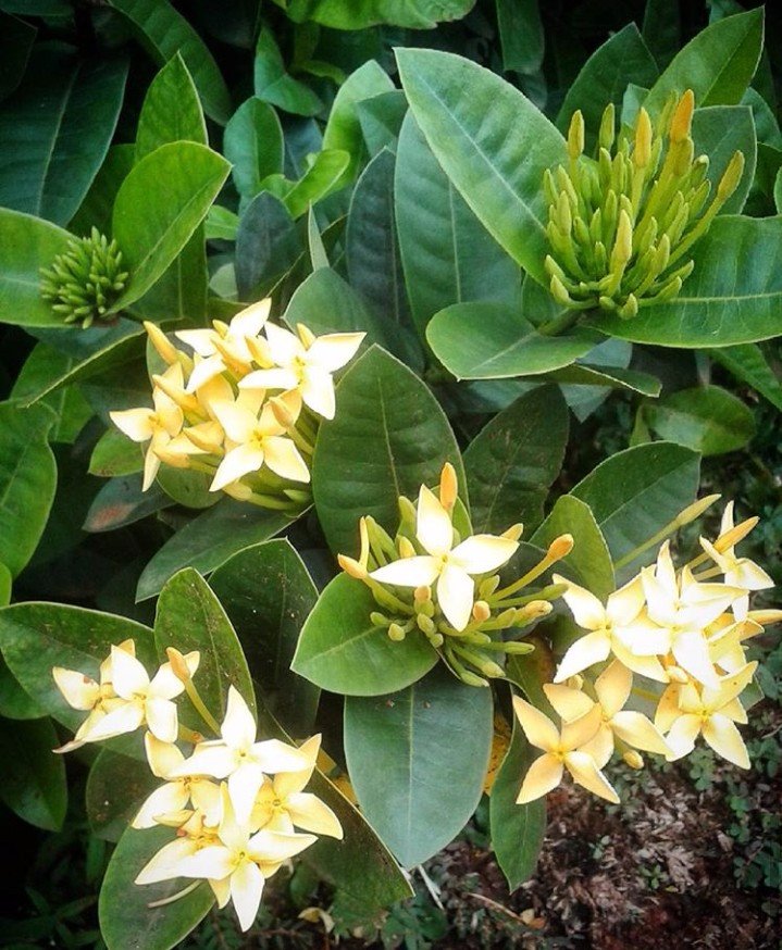 Flowers of the day