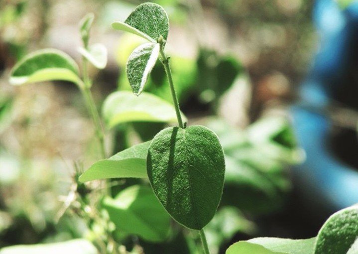 Green is life love plants