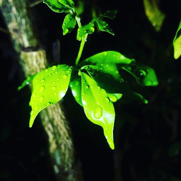 Green is the prime color of the world