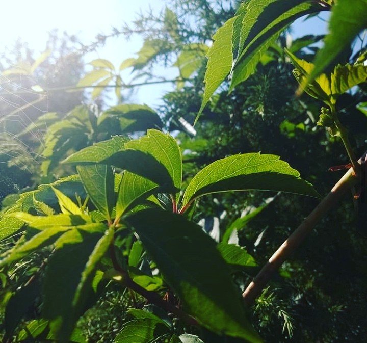 Green nature leaves