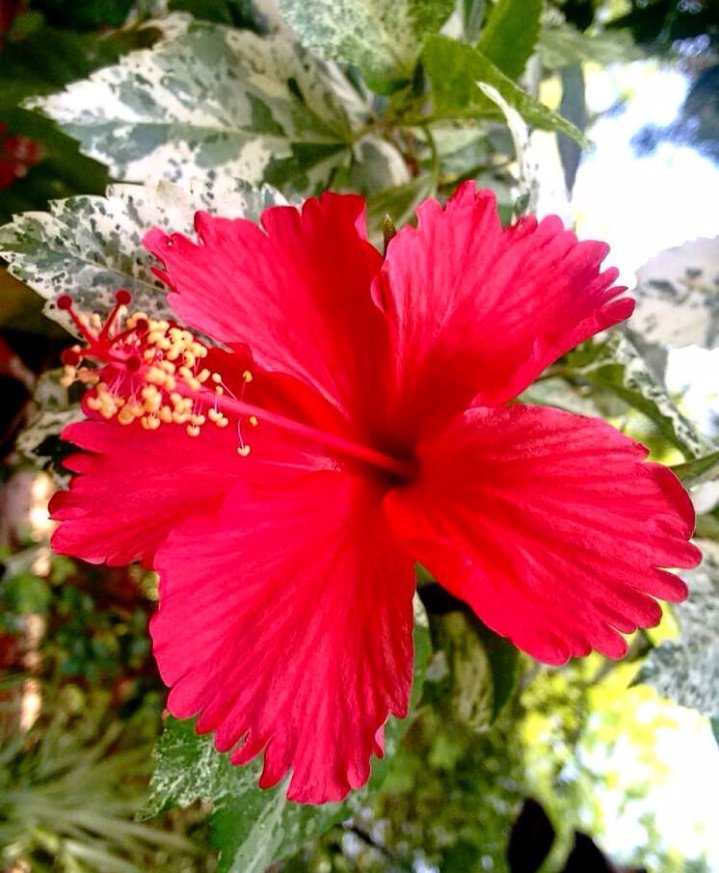 Happy monday, such a gorgeous flower