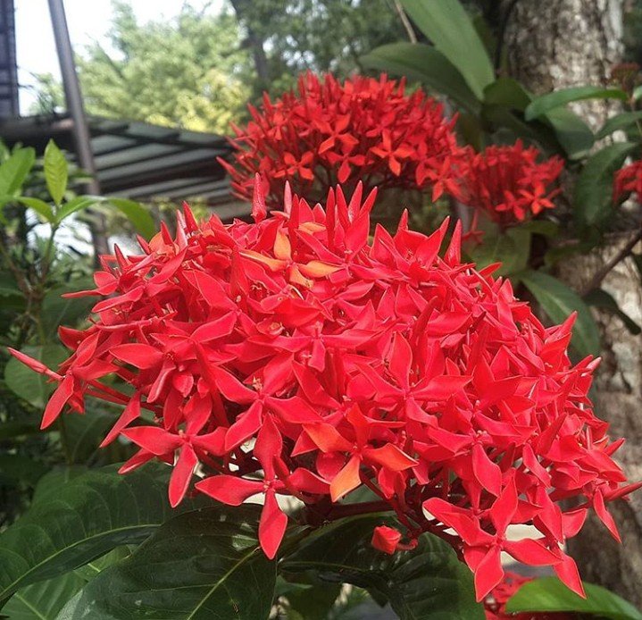 Its all about red