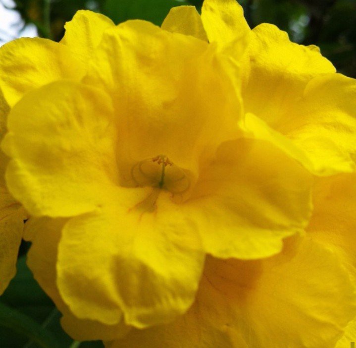 Its all about yellow