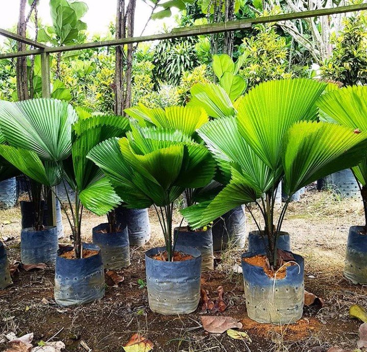 Keep calm and palm on