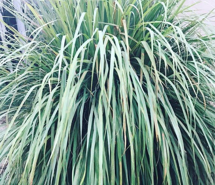 Lemon grass