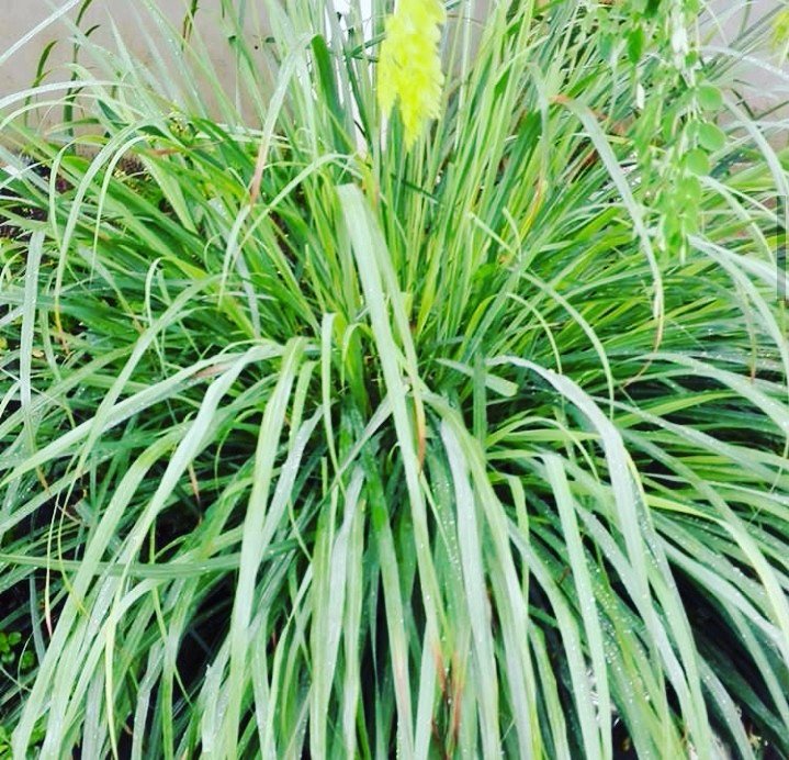 Lemon grass