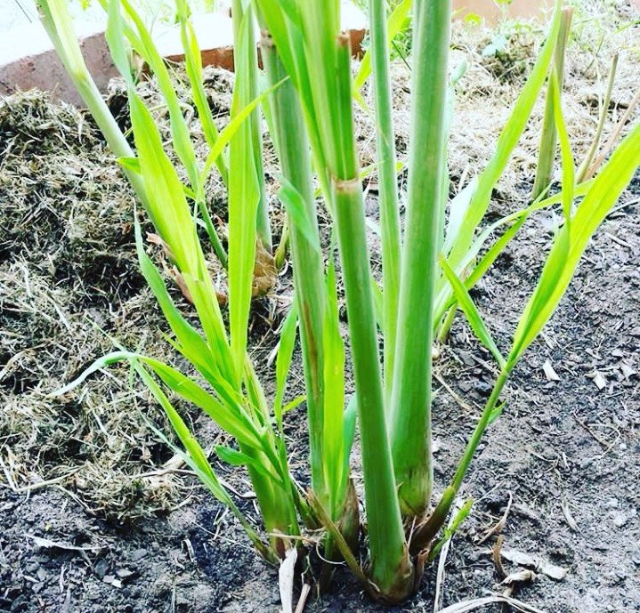 Lemon grass plant