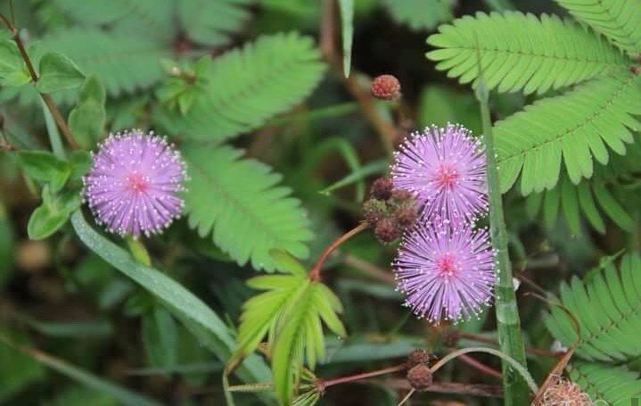 Locals call it makahiya plant