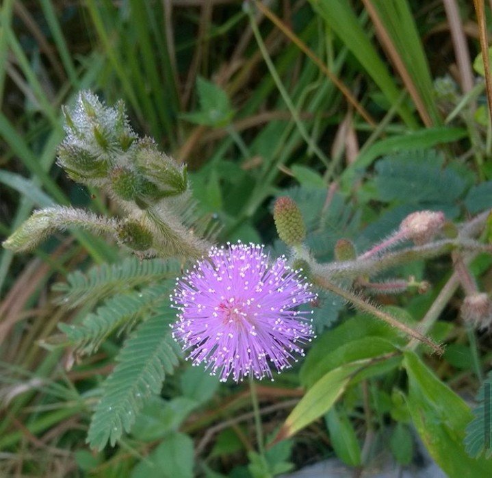 Makahiya flower