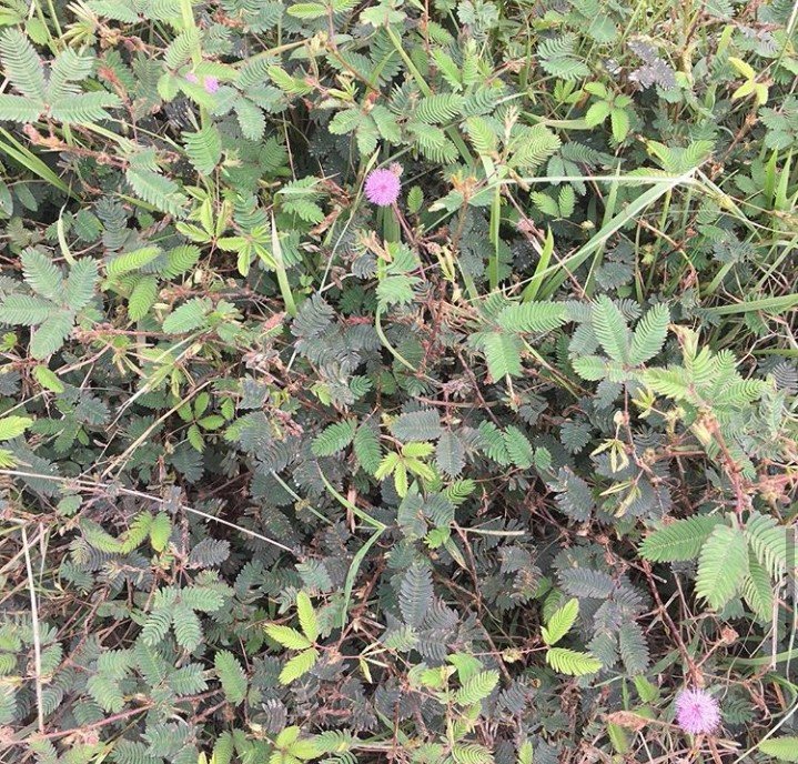 Makahiya plant childhood memories