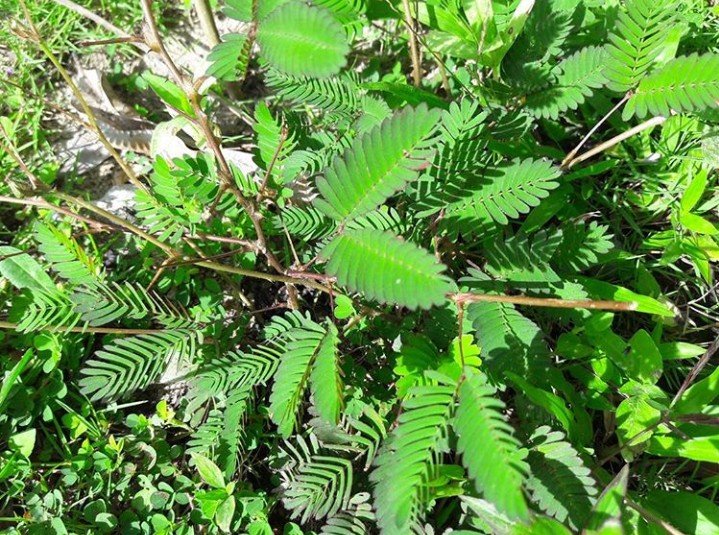 Makahiya plant