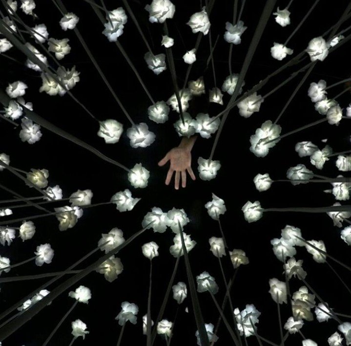 My take on the 10000 LED white roses
