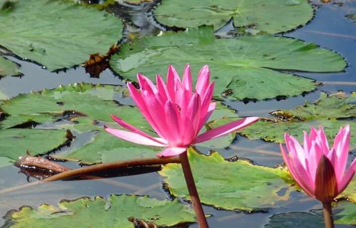 Pink water lily