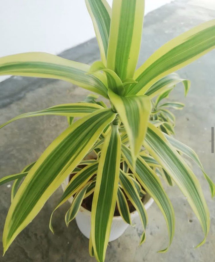 Plant lover
