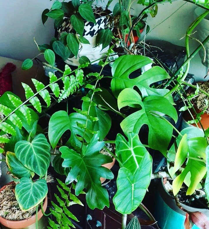 Plants make me happy happy life plants