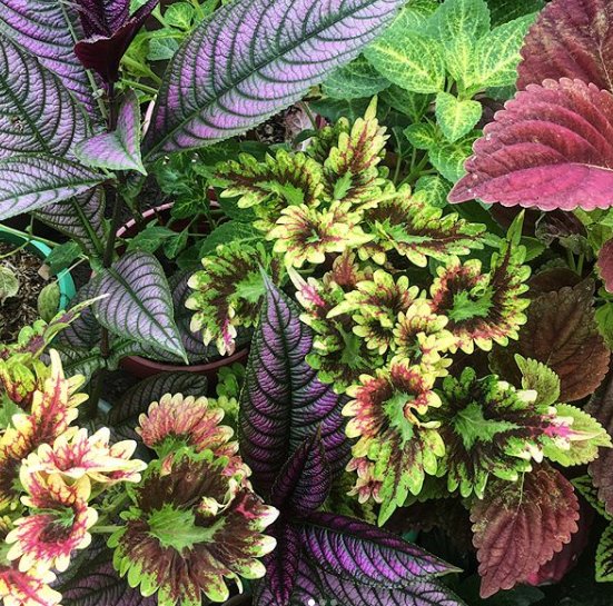 Plants make me happy variety of plants
