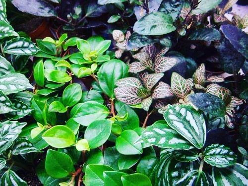 Plants outside green is love nature