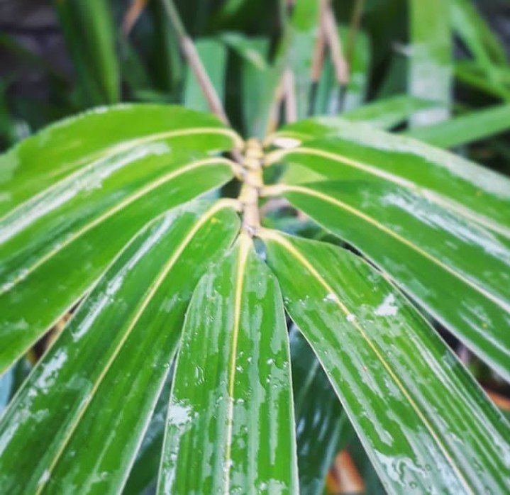Rain water