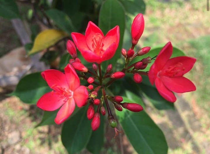 Red is love flower lover