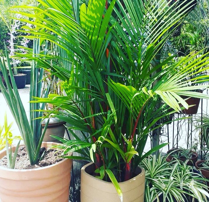 Red palm tropical garden