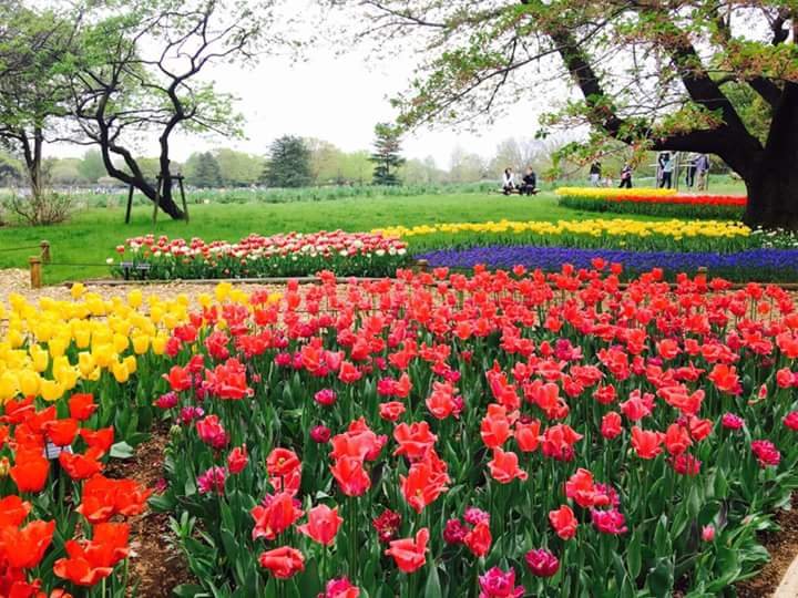 Sea of flowers