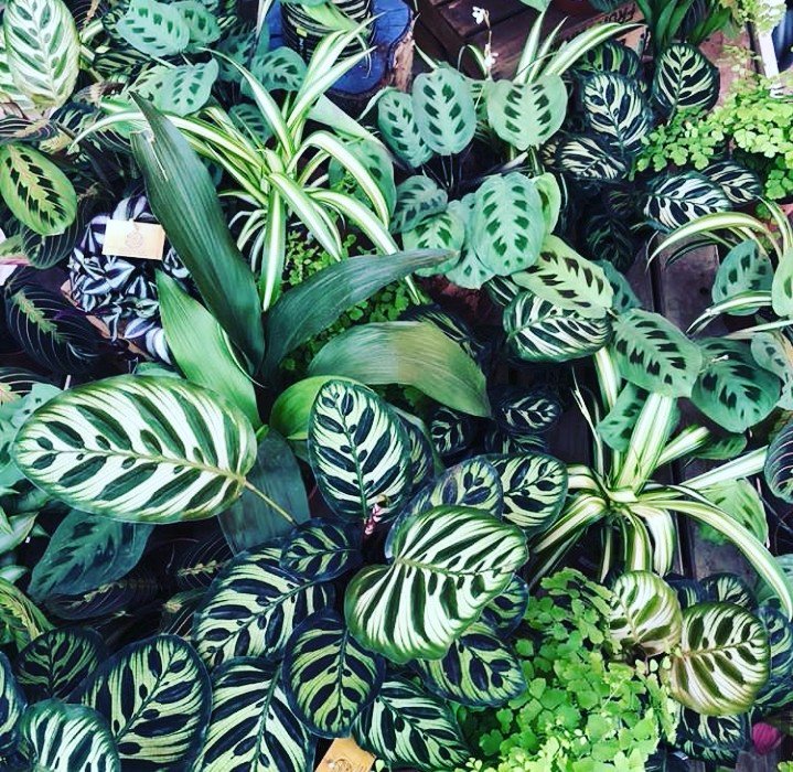Sea of green, green plantds, nature