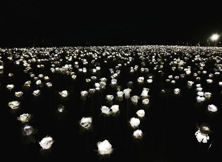 Sea of white roses