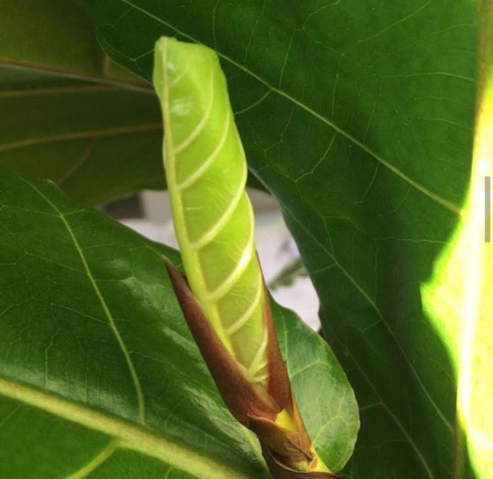 Sending out a new perfect leaf