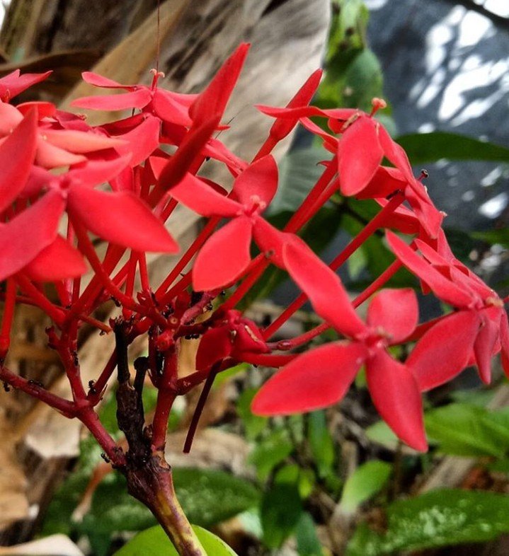 So much love for this flower