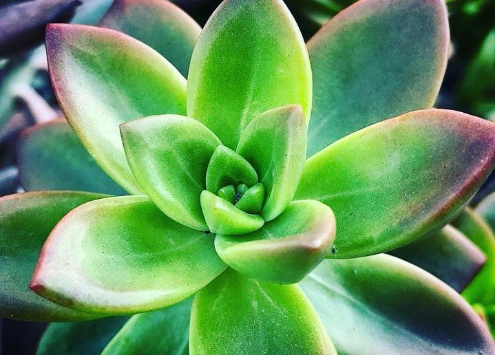 Succulent plant
