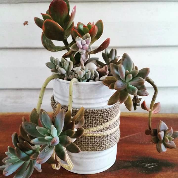 Succulents, #plants