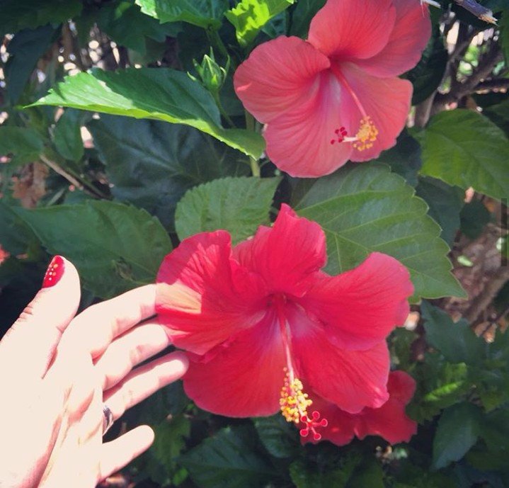 Such a gorgeous flower red