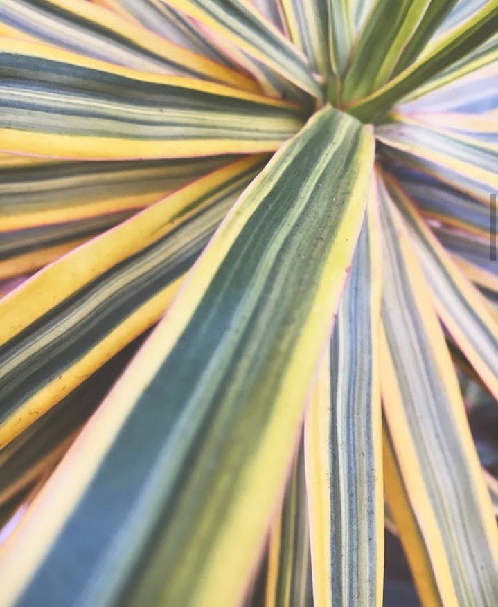 There are no lines in nature only areas of colors